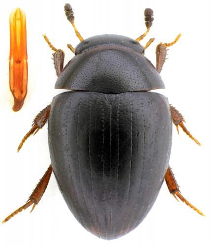 Cercyon sternalis